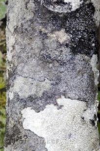 photo of Picture of Tree Bark