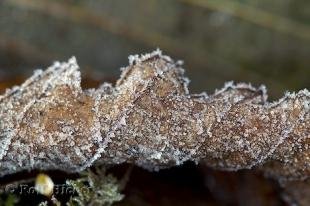 photo of frozen tree leaves