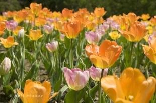 photo of Tulip Pictures