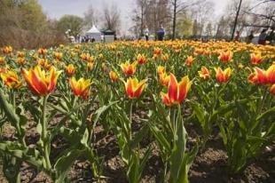 photo of Tulips Ottawa