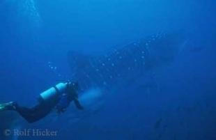 photo of underwater pictures