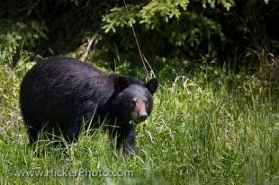 photo of Black Bear Ursus Americanus Red Lake Ontario Canada