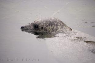 photo of Valencia Grey Seal