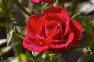 photo of Valencia Red Rose