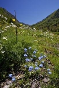 photo of Val D Aran Flowers Catalonia