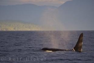 photo of Vancouver Island Killer Whale