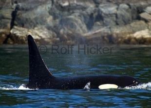 photo of vancouver island whales