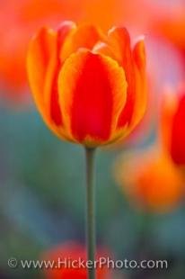 photo of Variegated Spring Tulip Niagara On The Lake Ontario