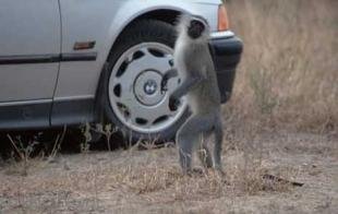 photo of Vervet Monkey Pictures