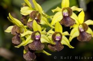 photo of Victoria Butterfly Garden Plants Victoria British Columbia