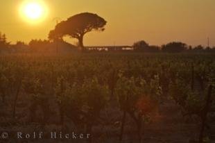 photo of Vineyard Sunset Umbrella Tree Backdrop Provence France