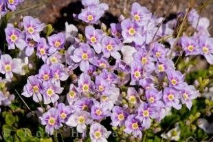 photo of Volcanic Flowers Mt Ruapehu