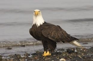 photo of Walking Eagle