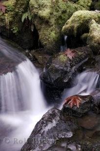 photo of Forest Water Cycle Fall Photo