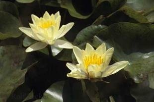 photo of water lily