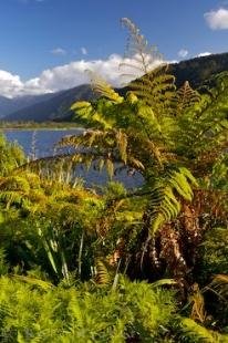 photo of Westland Lake Moeraki Flora South Island New Zealand