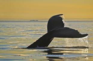 photo of Humpback Whale Fluke Golden Sunset