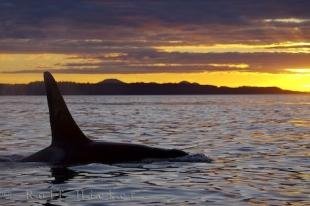 photo of Sunset Whale Watching Northern Vancouver Island