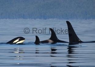photo of Whale Watching British Columbia Orca family