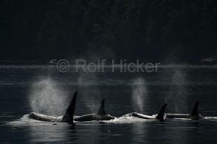 photo of Whale Watching Johnstone Strait Family Pod