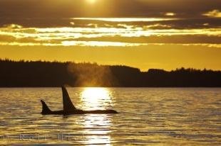 photo of Whale Watching Ocean Sunset Northern Vancouver Island