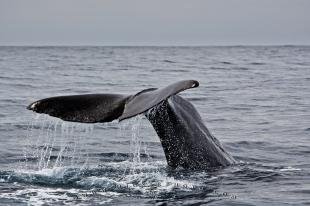 photo of Whale Watching Trips Kaikoura New Zealand