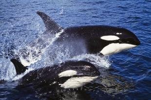 photo of Killer Whales High Speed Surfing