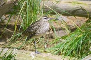 photo of Picture of a Whimbrel Bird