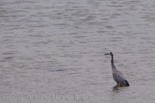 photo of White Faced Heron South Island