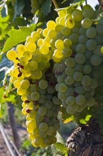 photo of White Grape Clusters Vineyard Fruit