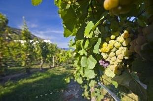 photo of White Grapes Okanagan Lake Winery Bonitas