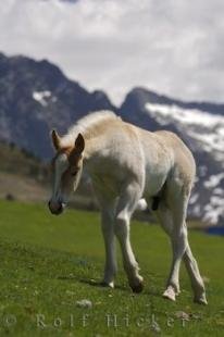 photo of White Horse Pyrenees Mountains Catalonia Spain