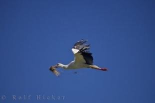 photo of Flying White Stork Camargue France