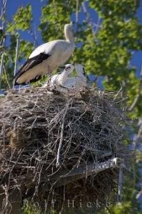 photo of White Storks