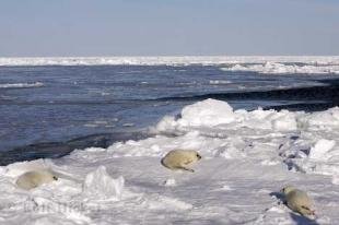 photo of White Baby Seals