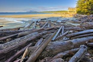 photo of Wickaninnish Beach Driftwood Picture