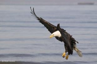 photo of Wild Bald Eagle Bird Pictures