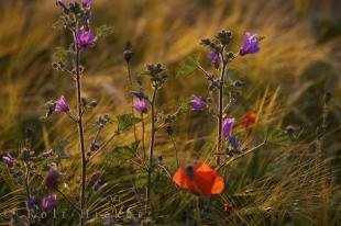 photo of Wild Flowers Of Spain