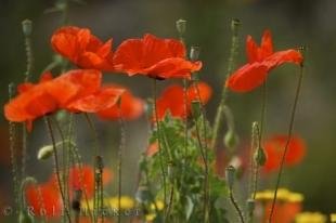 photo of Wild Flowers Red Poppies