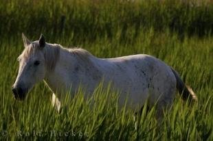 photo of Picture Of A Wild Horse