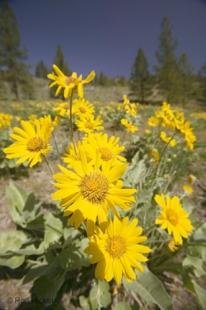 photo of Wild Flowers Okanagan Valley
