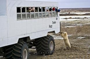 photo of Wildlife Tourism Churchill Manitoba