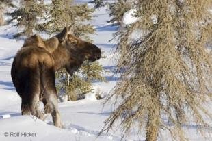 photo of wildlife moose