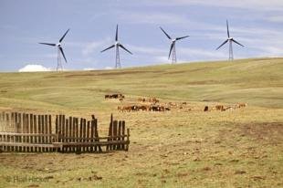 photo of Wind Power Creation Farmland Cows