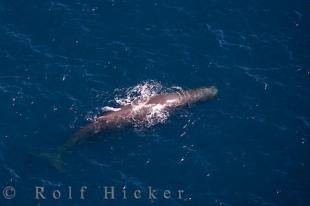 photo of Wings Over Whales Kaikoura