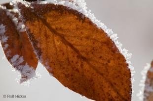 photo of Winter Leaf