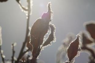 photo of Winter Leaves