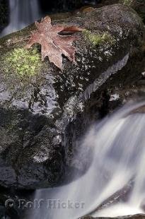 photo of Winter Rain Forest