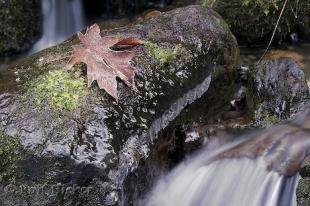photo of winter rainforest