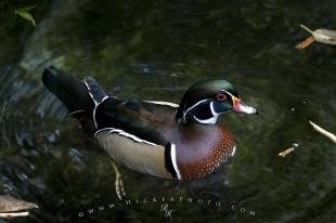 photo of Wood Duck Picture